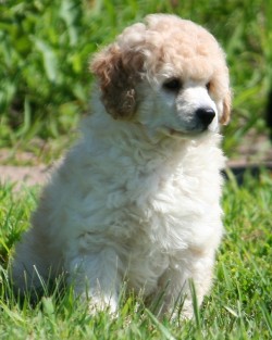 Teddy Bear Miniature Poodle Puppies